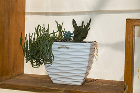 ɳĮֲ�����Խ�����