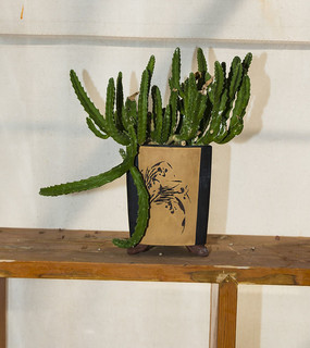 ɳĮֲ��������д