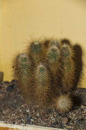 ɳĮֲ������������