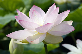 ʢ���İ׷ۺɻ�