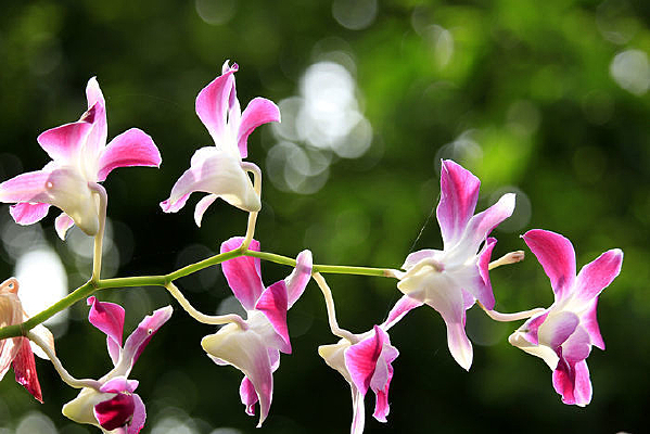 ʯ������