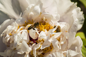 ��д��ɫĵ����