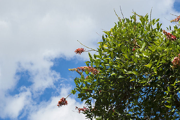 ��յ��µļ��ڴ�ͩ