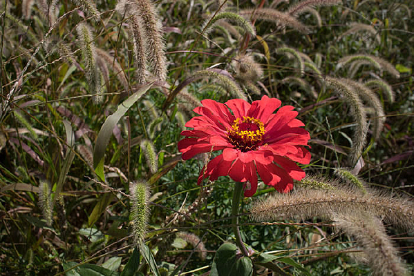 ��Ұ�ϵĳ���