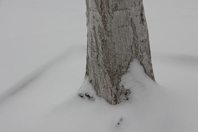 ѩ������ͼƬ