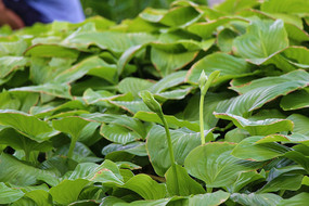 Ҷ������