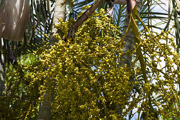 Ҭ������СҬ��