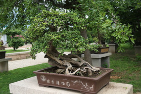 ��ľ��Ҷ�辰