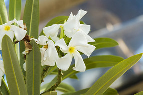 �����񼦵���