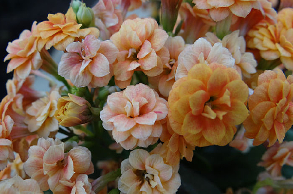 ���ٻ���