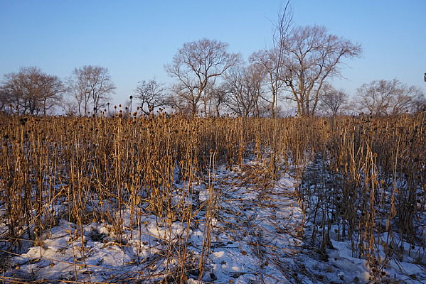 ������Ұ