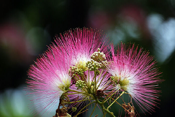 ��ɫ�ϻ���