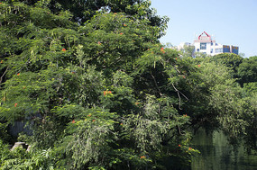 ����ķ��ľ