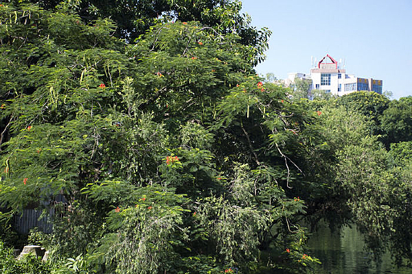 ����ķ��ľ