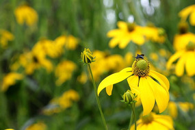 ��ɫ�۷�ͽ���