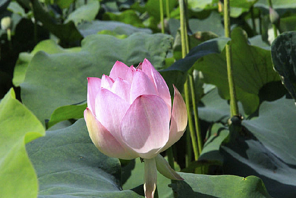 ������Ƭ