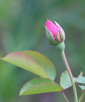 月季花苞垂头图片