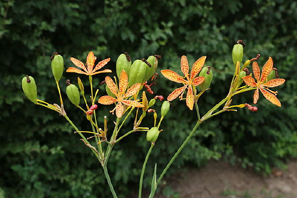 ��ɻ���͹�ʵ