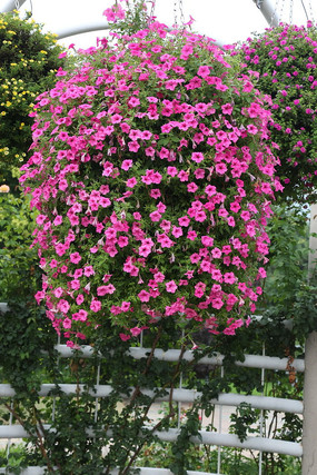 ʢ�������Ȼ�����