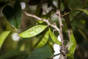 ��֦�ϵĶ���