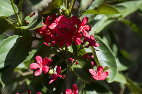 һС����Ҷɺ��