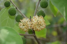 ��ɫ�Ĺ�����