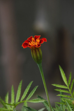 �뿪��ɫЫ�Ӳݻ���