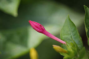 ��ɫ���Ȼ���