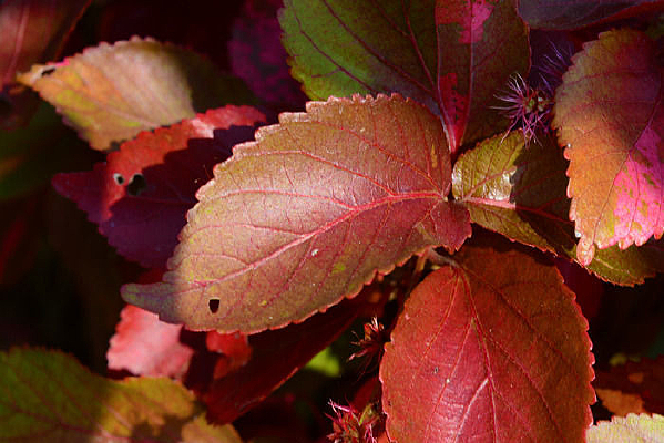 ���з��̵�Ҷ��