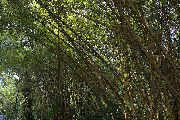 ��ɫ������