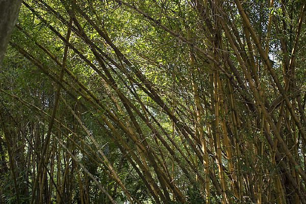 ï�ܵĻ�ɫ������