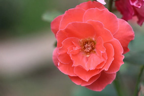 �����ĺ�ɫ�¼���