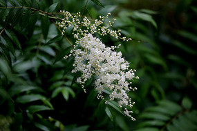 ʢ��������÷