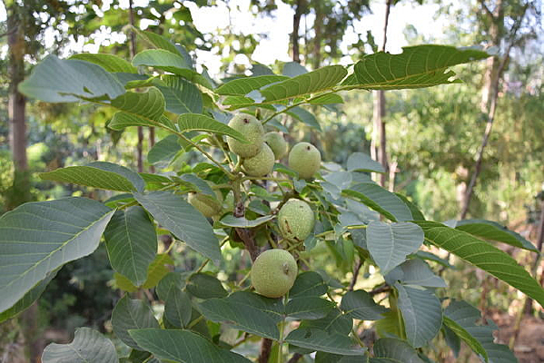 ˶�����۵ĺ�����