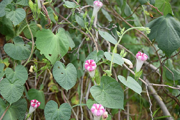 ��������ǣţ����ӰͼƬ