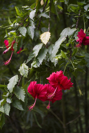 һ�����廨