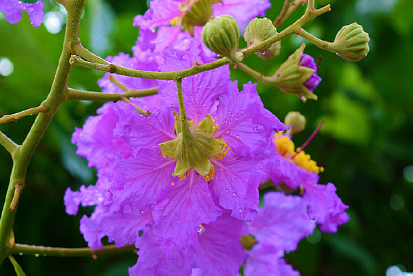 ��ˮ�ε���ɫ����