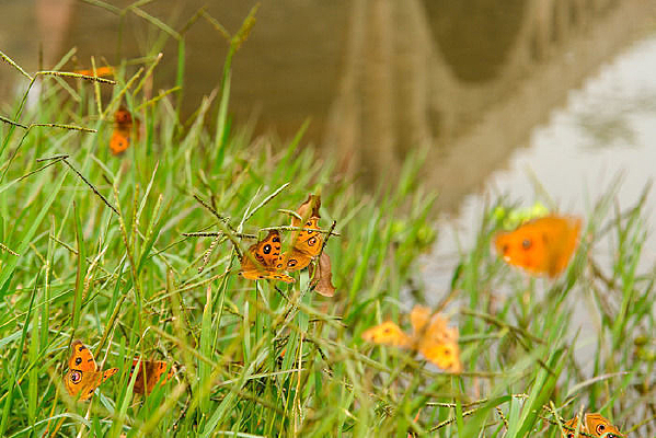 �ݴ��еĺ���ͼƬ