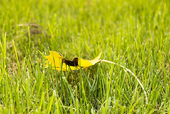 �ݵ��ϵ���Ҷ