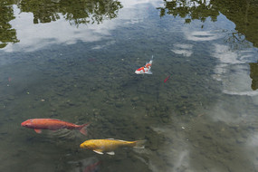 �����������