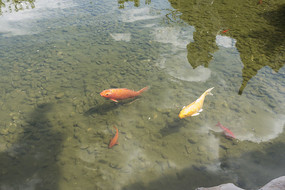 ��������ֲ�