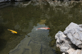 ��������Զ����