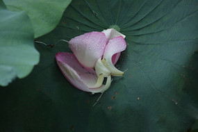 Ļ