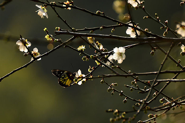 ��������дͼƬ