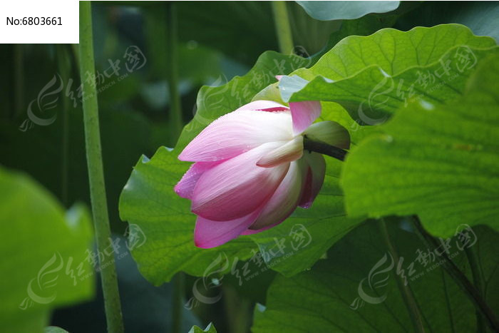 �ۺ�ɫ�ɻ���ͼƬ