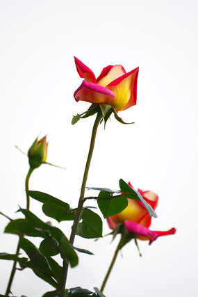 ��ɫõ�廨��Ƭ