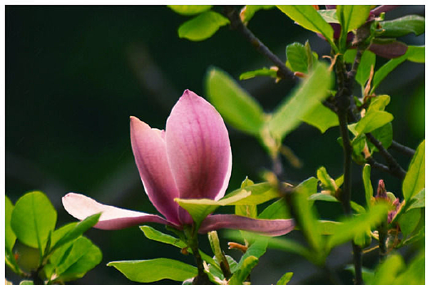 ��ɫ��������Ƭ