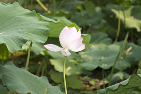 �������ŵĺɻ�