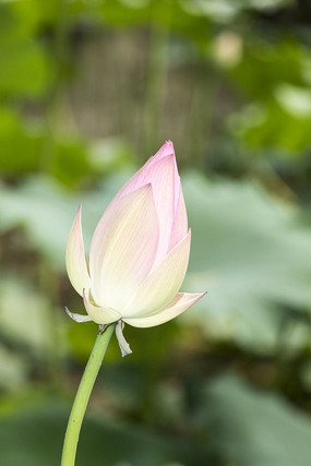 �������ŵĺɻ���д