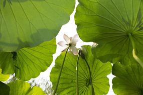 �ɻ�ȫ����